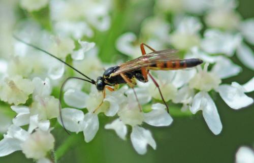 Lissonota sp.